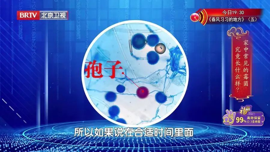 一种常见霉菌-黑曲霉菌,它竟然和一类致癌物黄曲霉是同一家族 一种常见霉菌-黑曲霉菌,它竟然和一类致癌物黄曲霉是同一家族