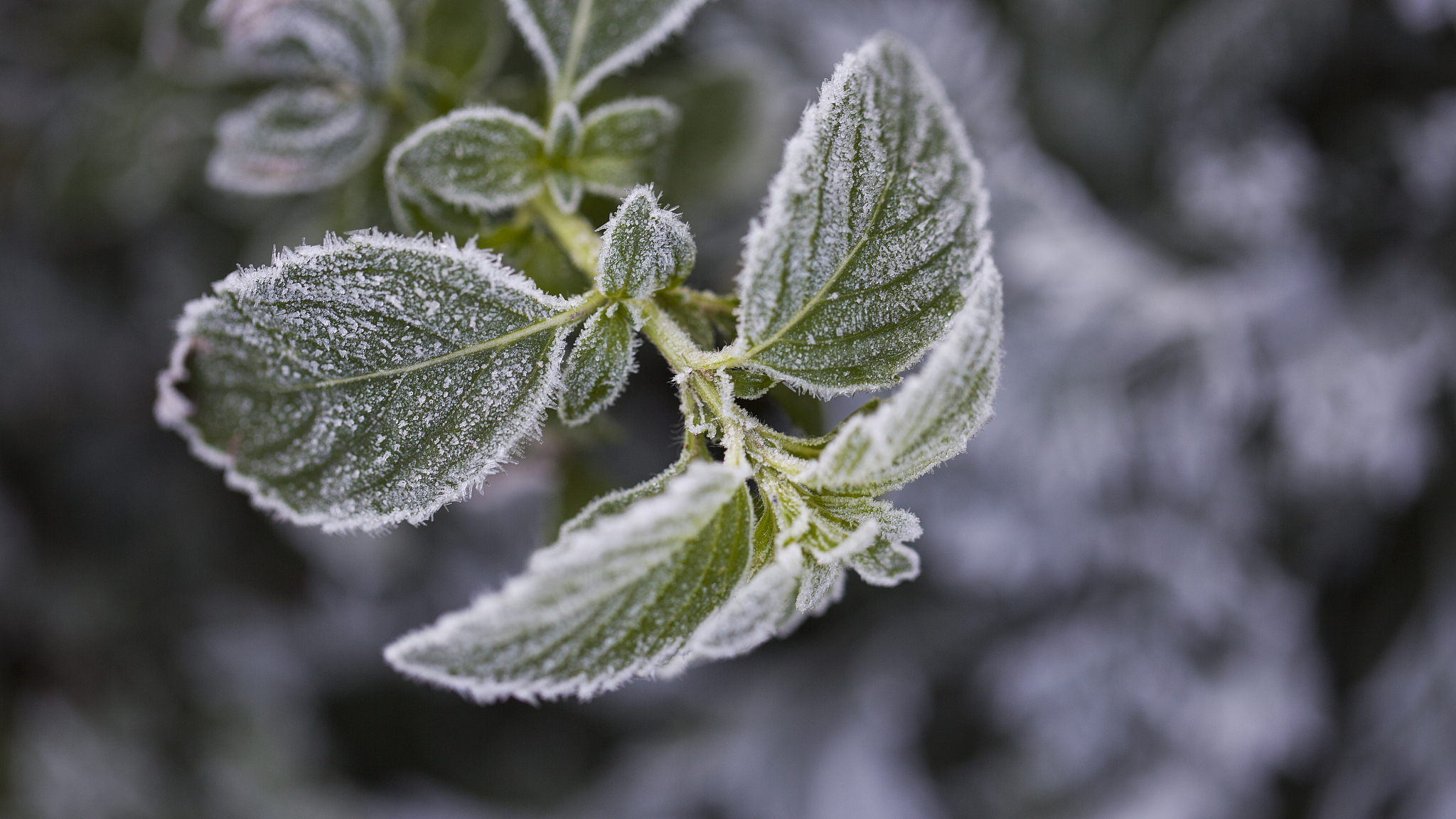 一轮寒潮天气来袭,明天这些地方降温超10℃ 一轮寒潮天气来袭,明天这些地方降温超10℃