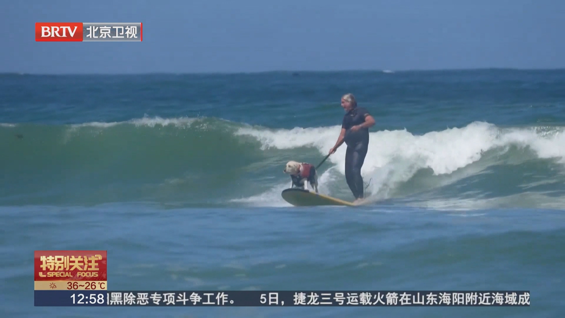 世界狗狗冲浪锦标赛举行 毛孩子逐浪加州海滩