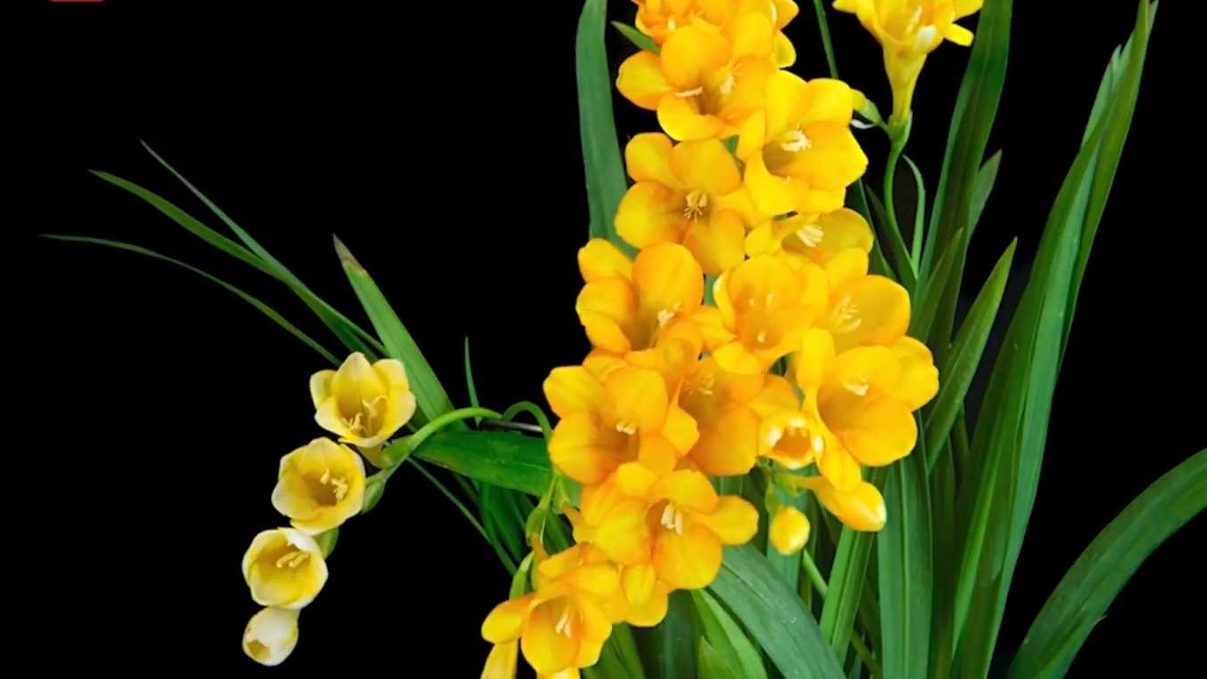 翩然起舞!延时欣赏香雪兰绽放 翩然起舞!延时欣赏香雪兰绽放