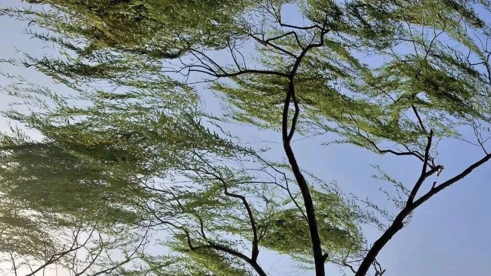 户外花盆收一下!北京今晚阵风6级,山区还有雷阵雨! 户外花盆收一下!北京今晚阵风6级,山区还有雷阵雨!