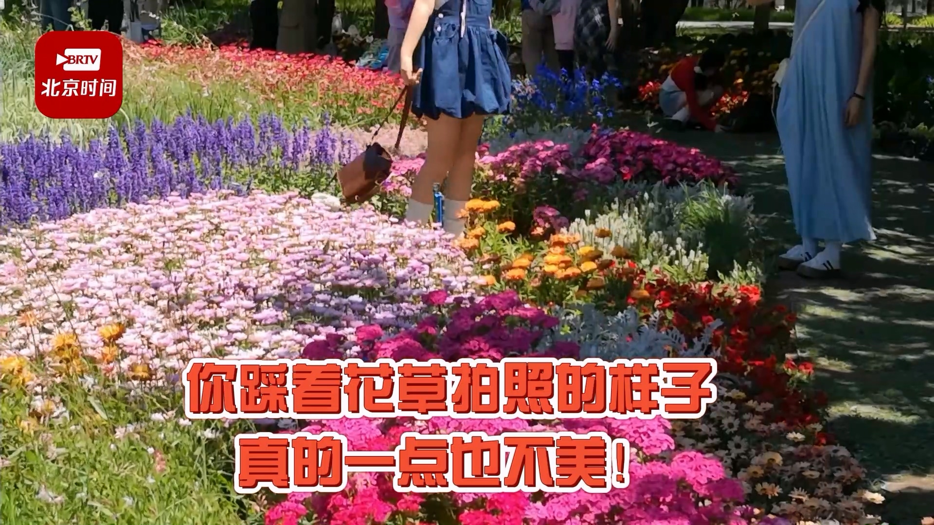 太气人，“莫奈花园”被踩出斑秃！你踩着花草拍照的样子一点也不美