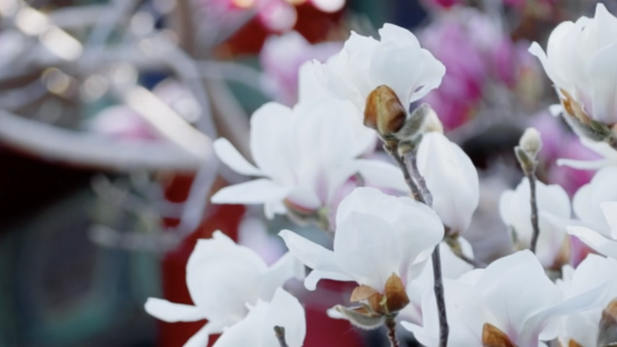 好一个春和景明!颐和园的玉兰花进入最佳观赏期 好一个春和景明!颐和园的玉兰花进入最佳观赏期