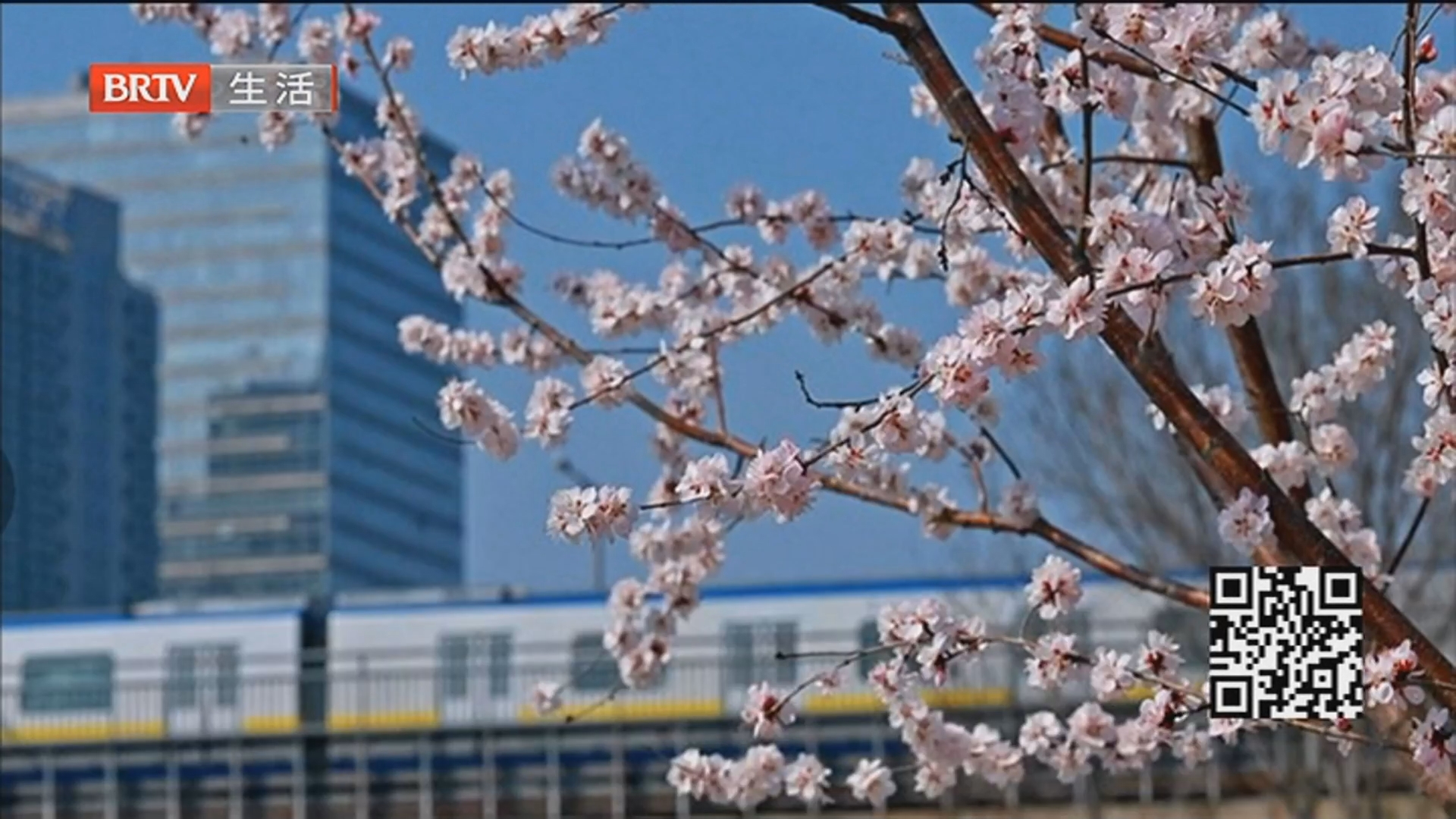 暖意浓浓春意生 打卡“天花板”级山桃花观赏地