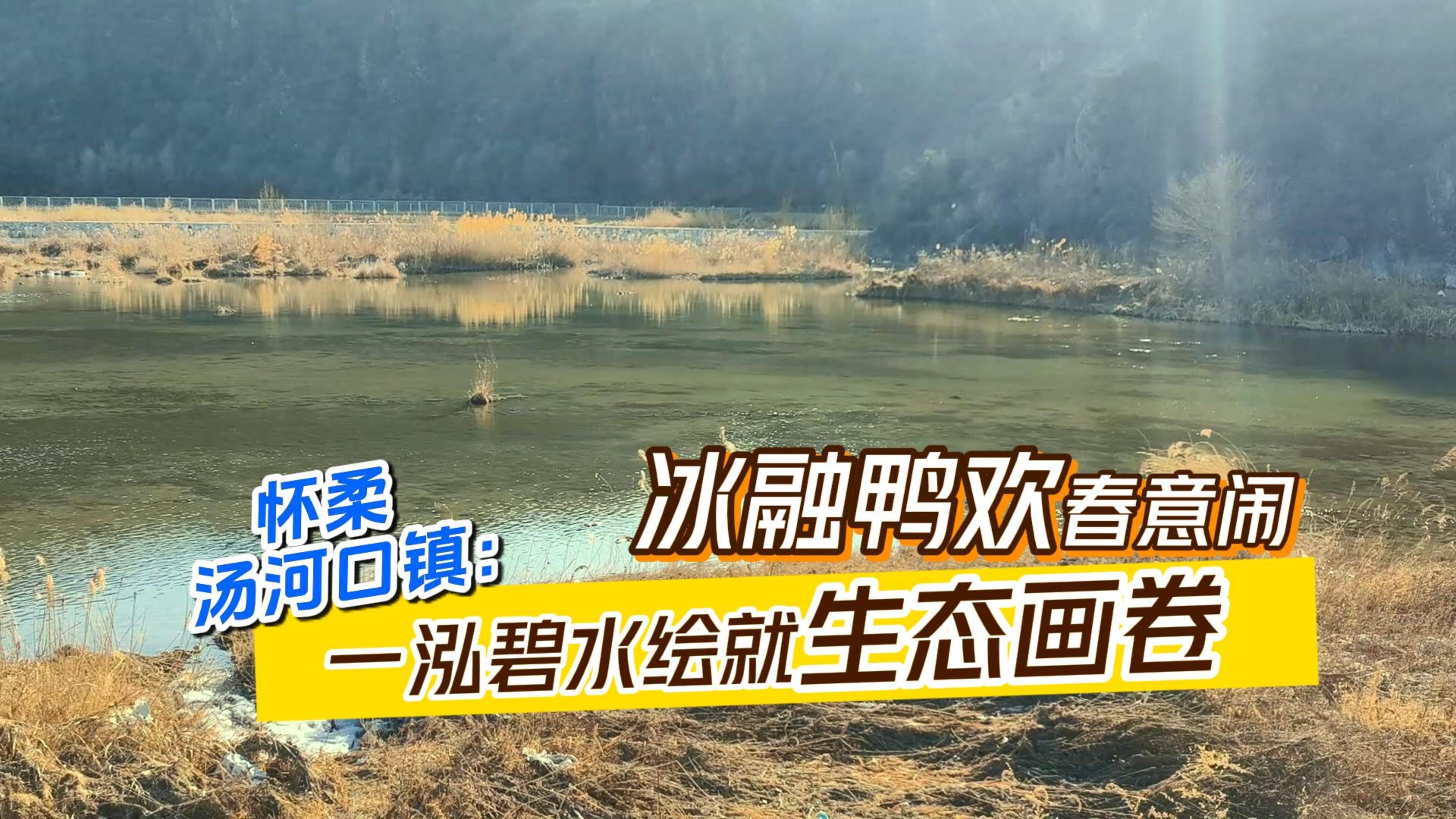 北京怀柔汤河口镇:冰融鸭欢春意闹 一泓碧水绘就生态画卷 北京怀柔汤河口镇:冰融鸭欢春意闹 一泓碧水绘就生态画卷