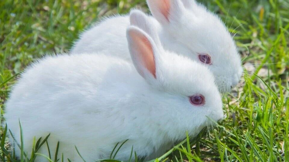 警惕，兔子也“凶残”！1岁幼童喂兔子被咬断手指