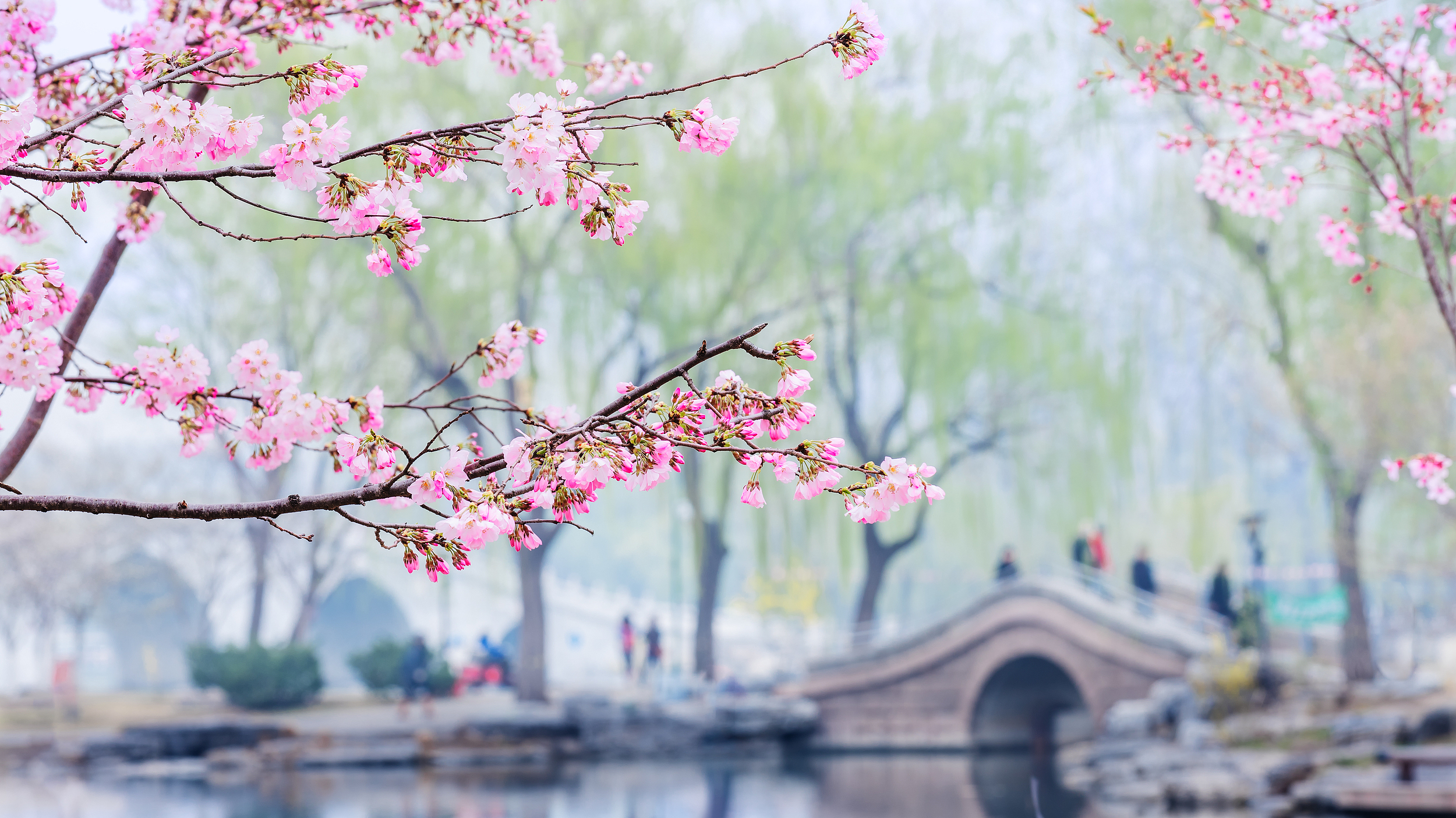 春天就是要看花花花花花 热门春游目的地藏在这里