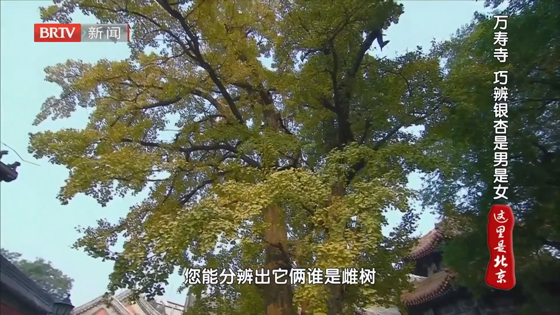 万寿寺 巧辨银杏是男是女