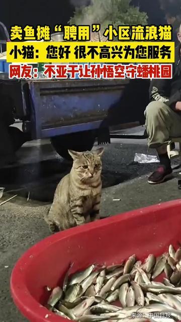 卖鱼摊“聘用”小区流浪猫,小猫满脸委屈 卖鱼摊“聘用”小区流浪猫,小猫满脸委屈