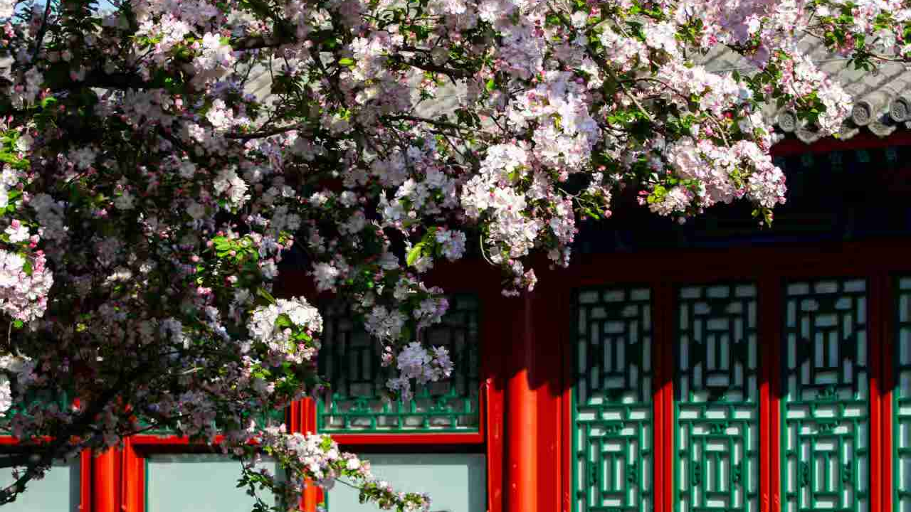 北京:春满海棠 樱雪满天 北京:春满海棠 樱雪满天