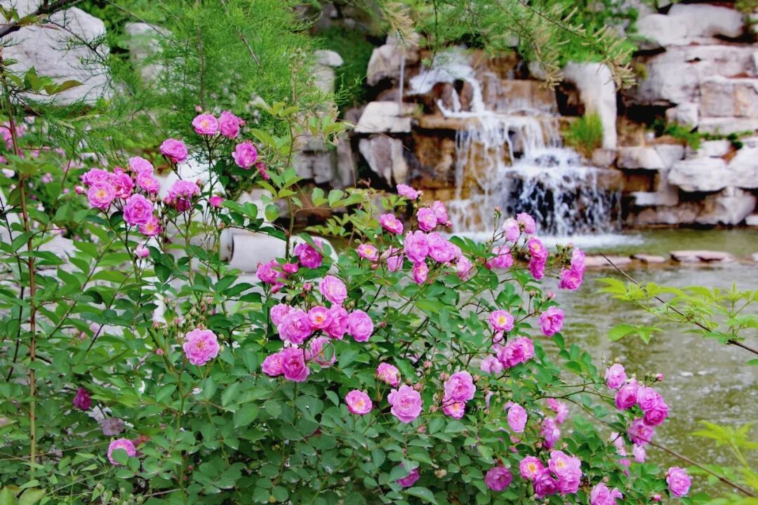 一起“趣玩”吧!五一临清「诗画同游 May好宛园」活动即将开启 一起“趣玩”吧!五一临清「诗画同游 May好宛园」活动即将开启