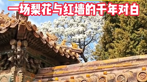一眼沦陷！红墙金瓦+雪色梨花，承乾宫美出圈！