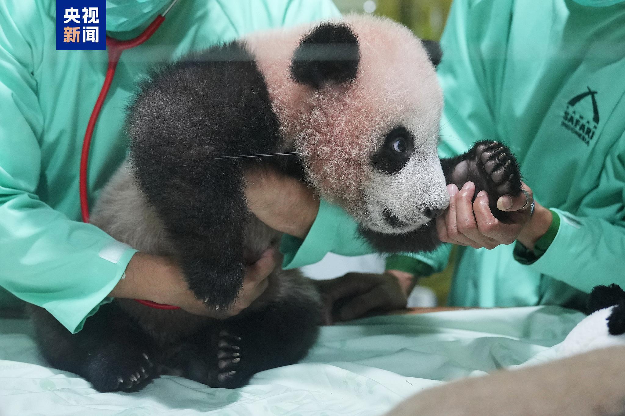 印尼出生大熊猫幼崽“里奥”状况良好 各项发育指标稳定_北京时间