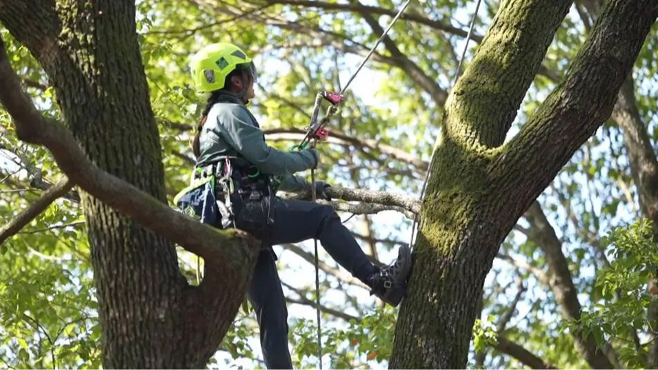 “爬树”真能“当饭吃”!南京这群爬上树梢的人,看的风景让人羡慕 “爬树”真能“当饭吃”!南京这群爬上树梢的人,看的风景让人羡慕