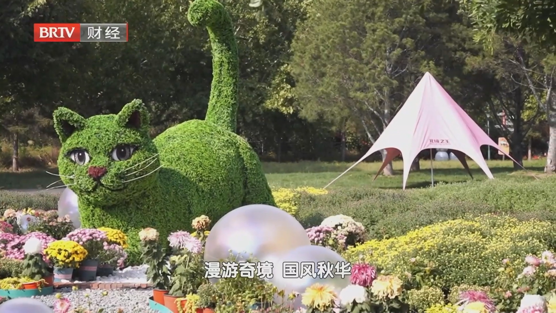 菊花桂花次第绽放 中秋游园新场景激活文旅消费 菊花桂花次第绽放 中秋游园新场景激活文旅消费