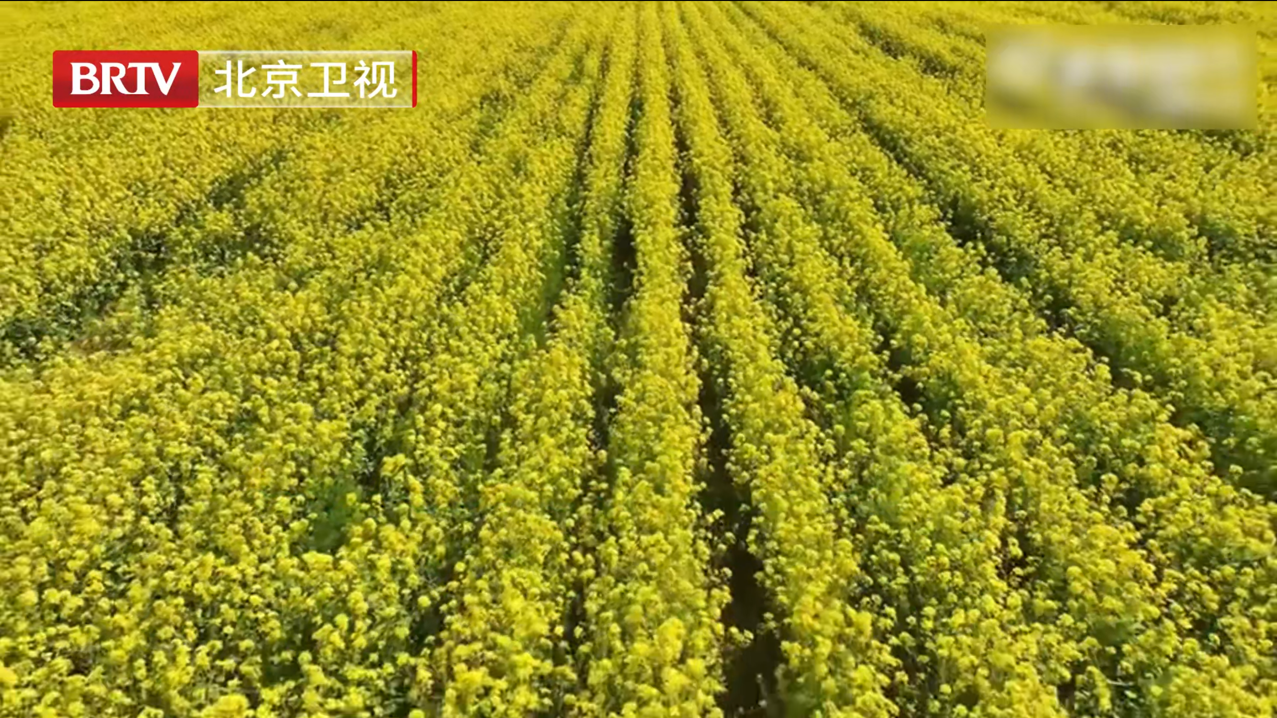#春日油菜花盛放美不胜收#