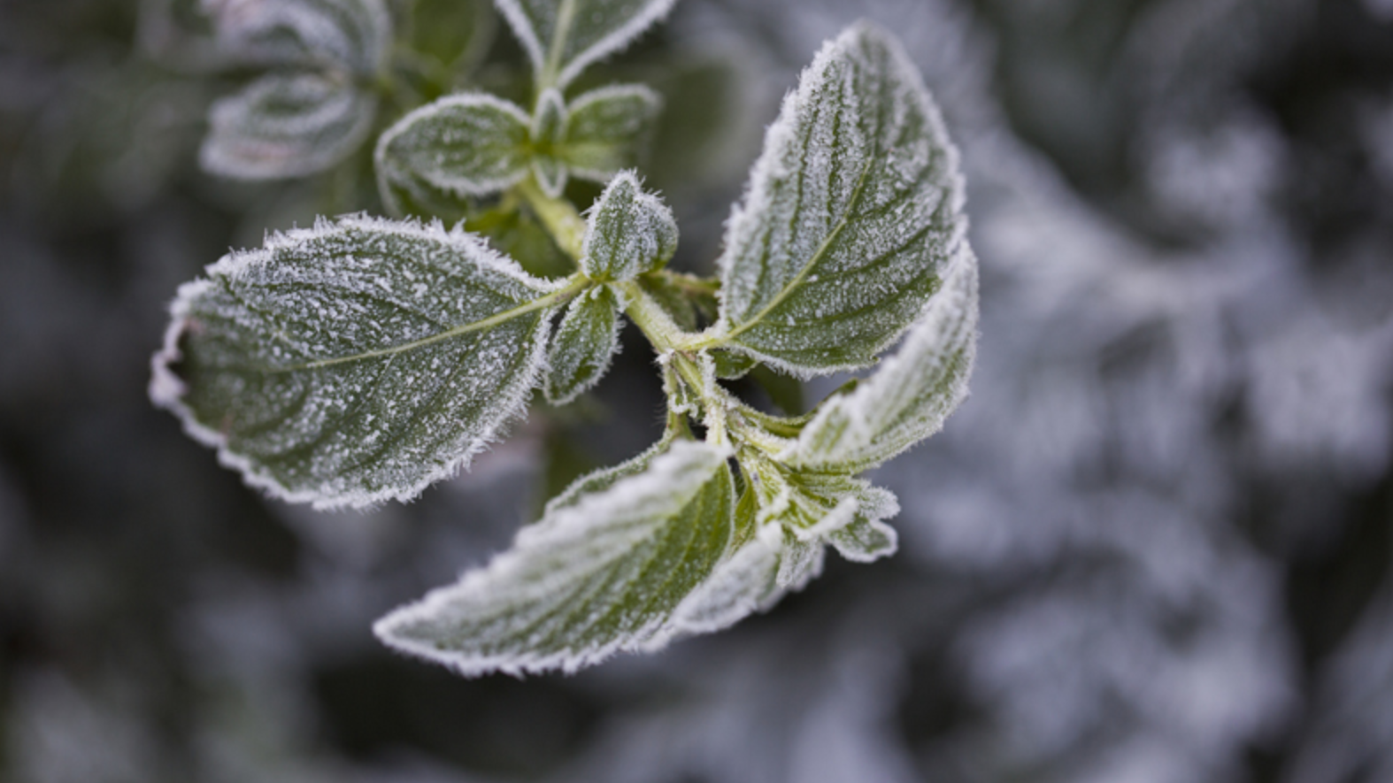 元旦假期将有强冷空气影响我国 局地累计降温近20℃