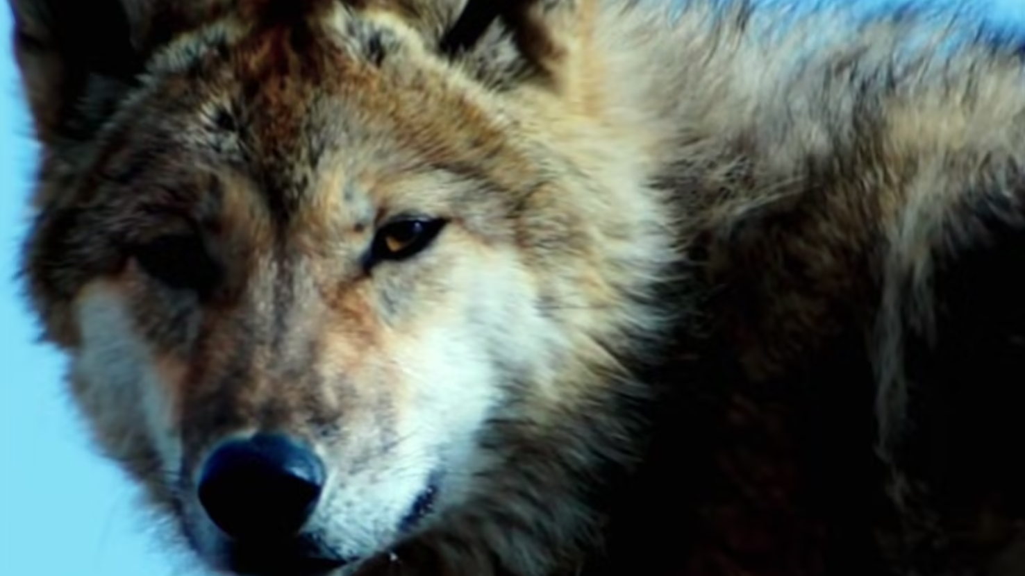 再见格林：《重返·狼群》将在春节档重映