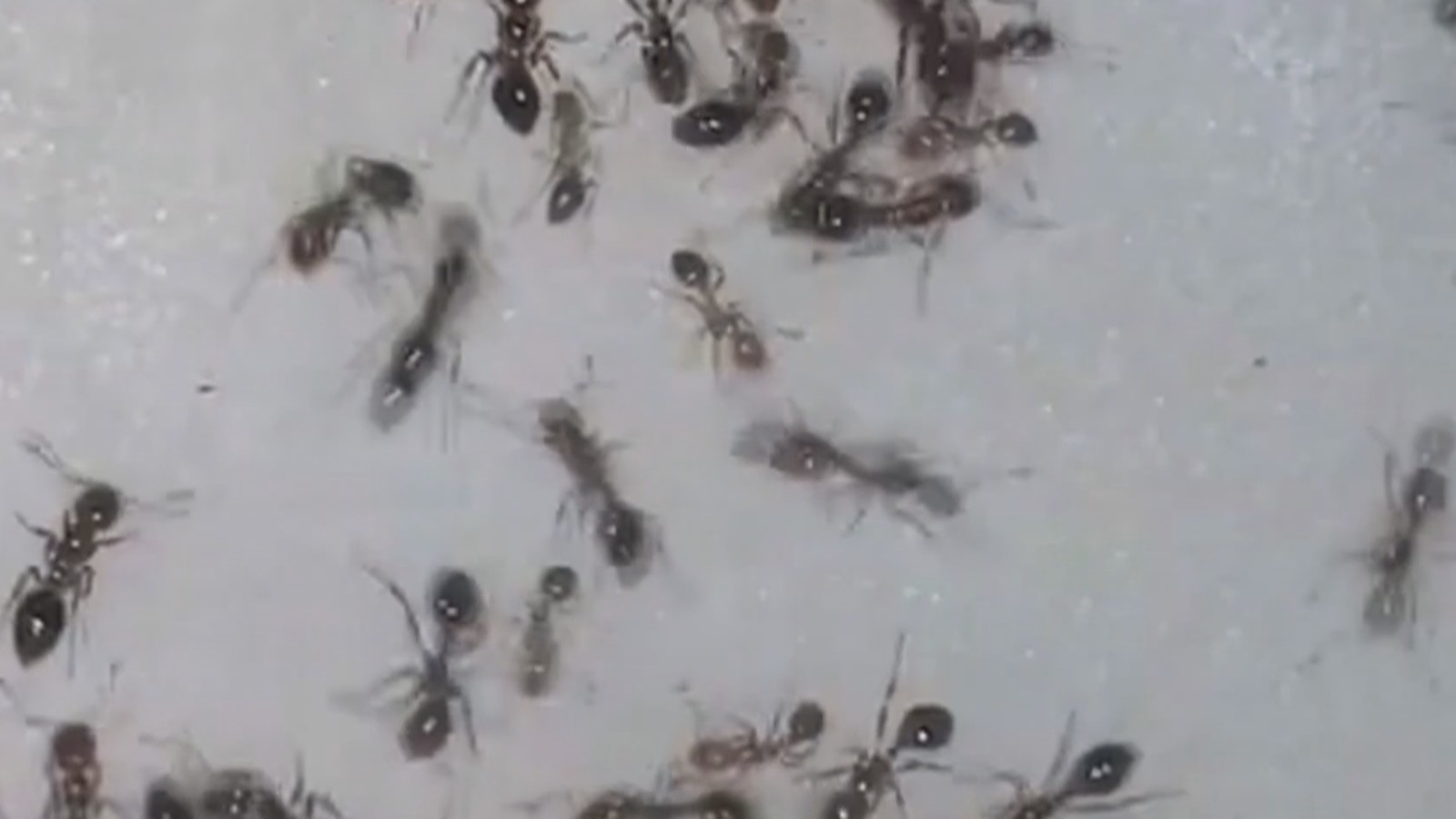 被咬后严重可休克!夏季外出提防红火蚁伤人 被咬后严重可休克!夏季外出提防红火蚁伤人