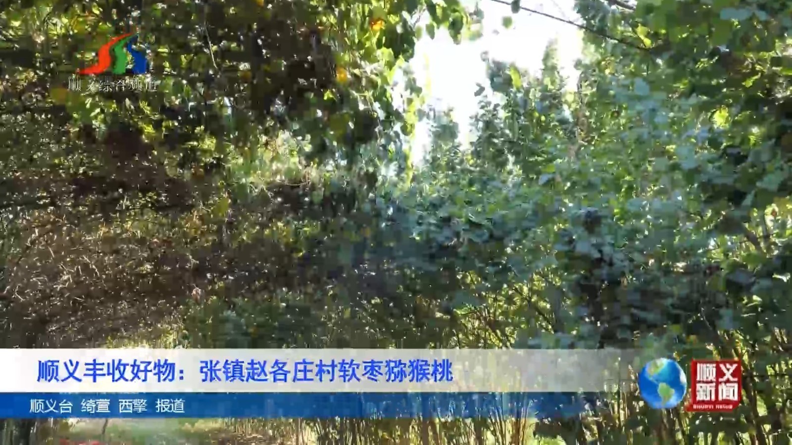 顺义丰收好物：张镇赵各庄村软枣猕猴桃