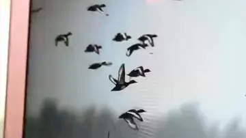 33只青头潜鸭现身北京官厅水库!极度濒危 全球一度仅剩500只 33只青头潜鸭现身北京官厅水库!极度濒危 全球一度仅剩500只