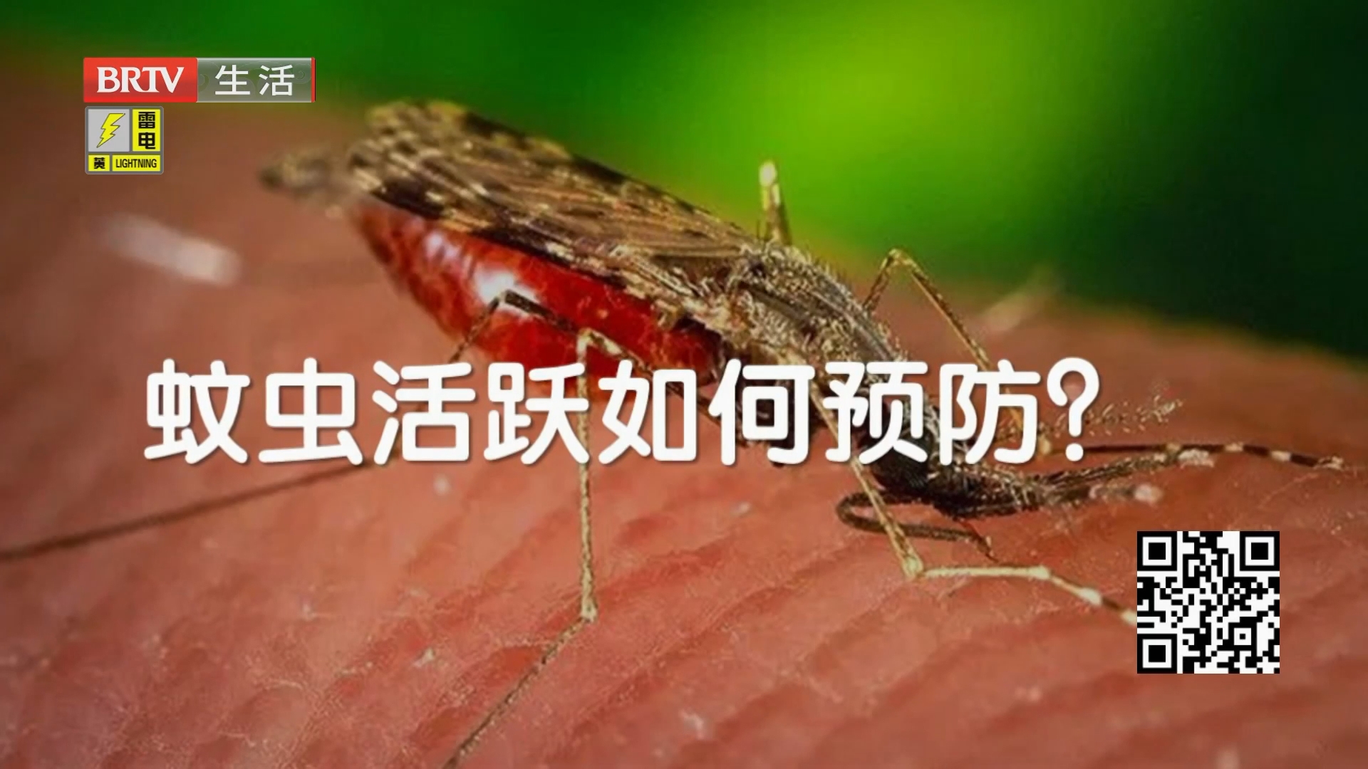 恼人的蚊虫高峰期要来了 哪种蚊子咬人最狠？