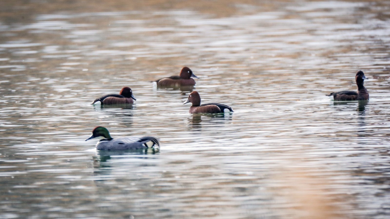 北京平谷：万鸟迁徙 生态向好