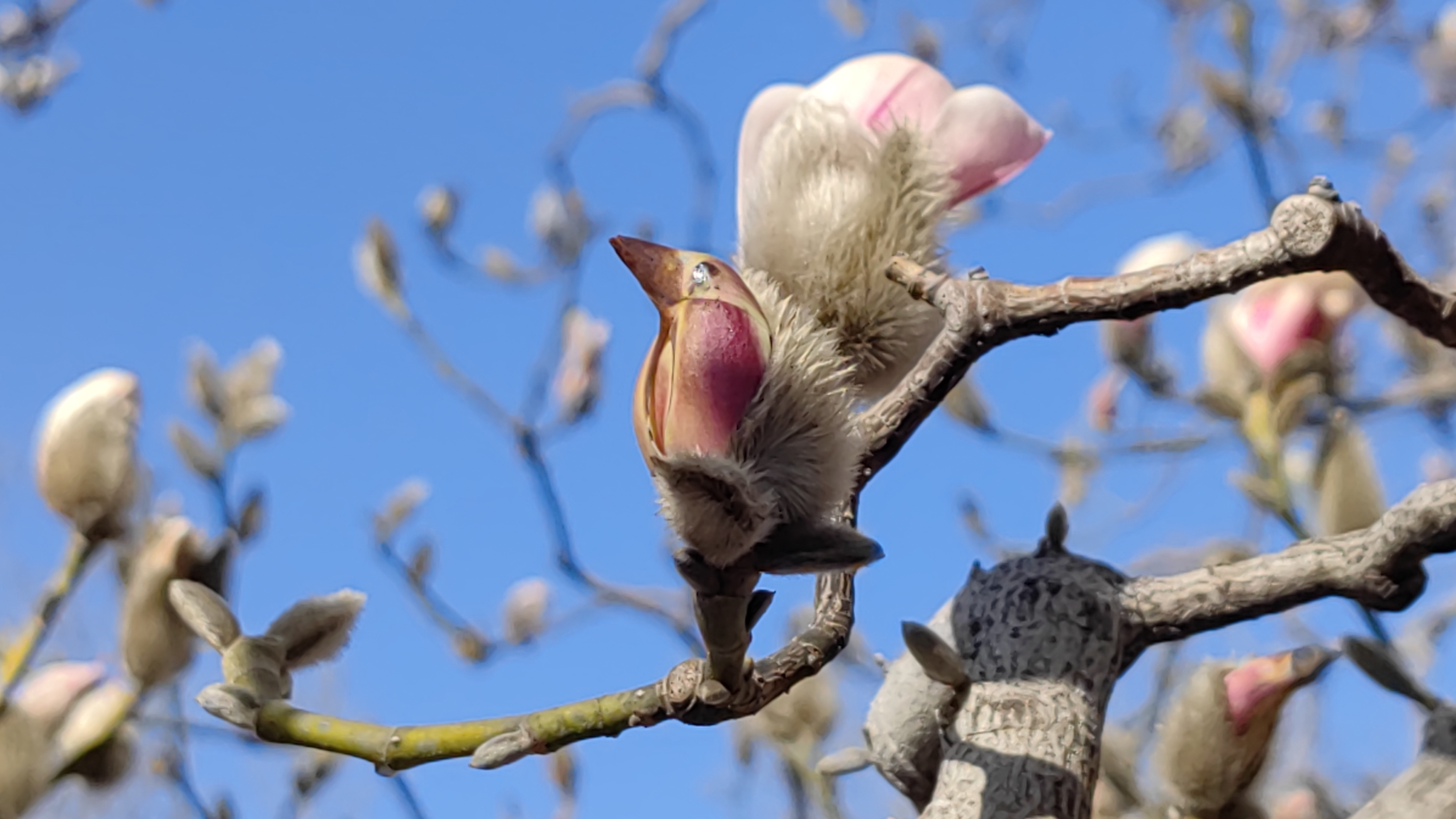 京城春色渐浓，北京雕塑公园5000株玉兰次第开放