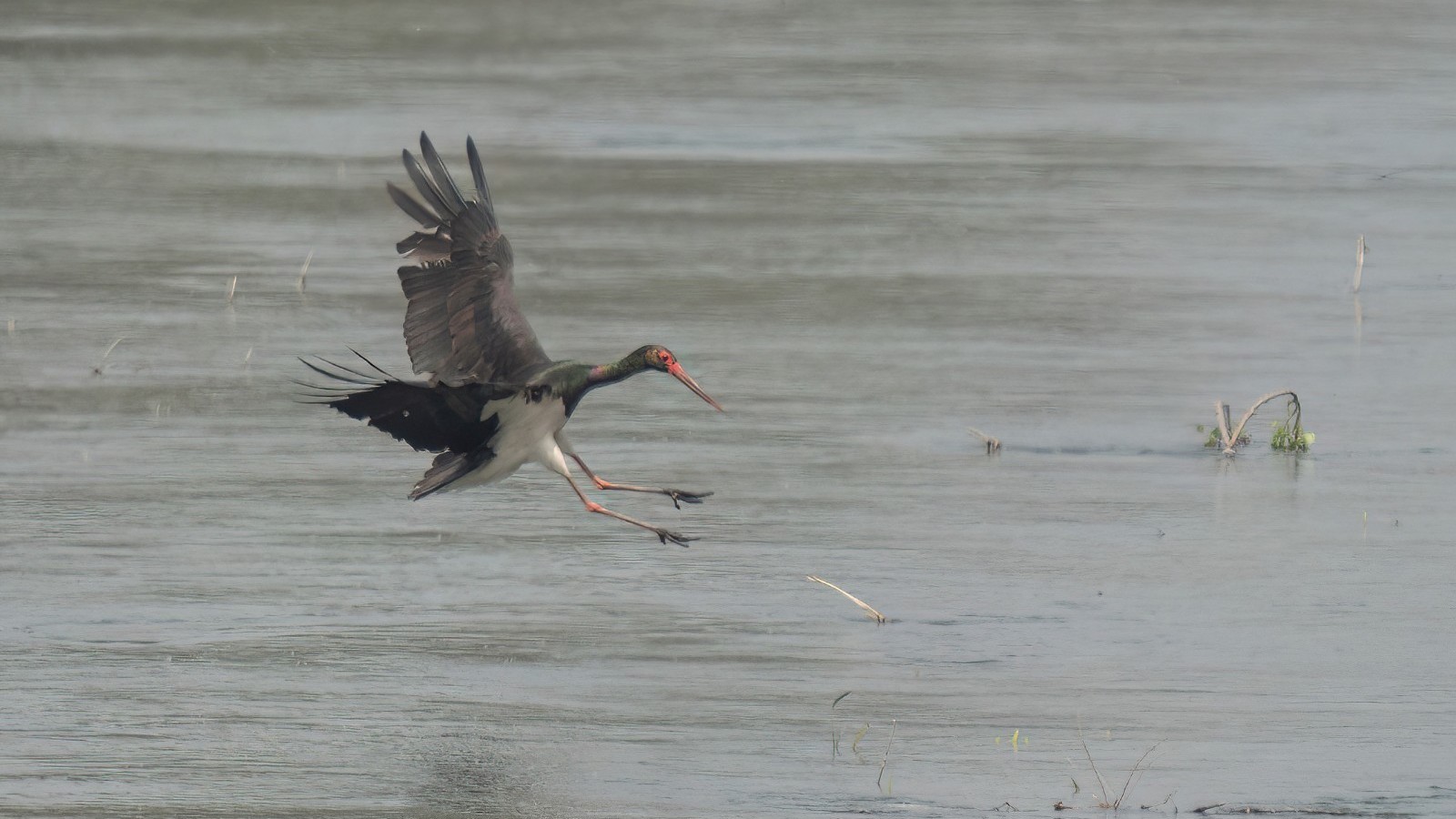 国家一级保护动物黑鹳首次现身海淀