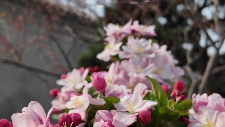 千余株海棠花蓄势待发！3月28日起，陶然亭带你解锁春日游园新体验