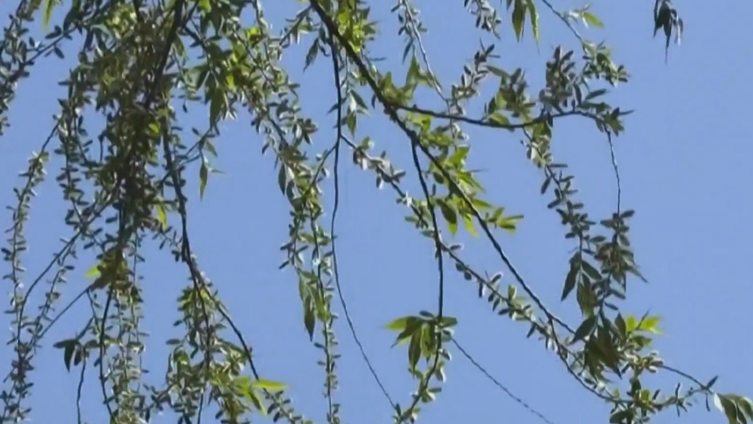 北京第一波杨絮随风结束 4月15日将迎柳絮高发期