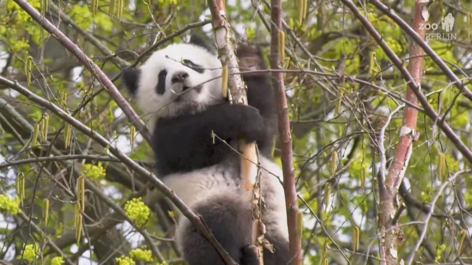 旅德大熊猫“梦甜”化身爬树小能手 旅德大熊猫“梦甜”化身爬树小能手