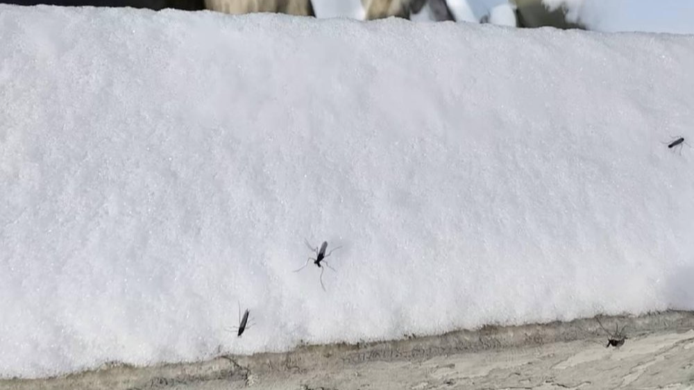 北京雪地上有蚊子在爬？专家回应