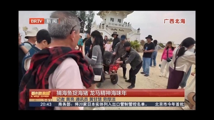 广西北海：捕海鱼捉海猪 龙马精神海味年