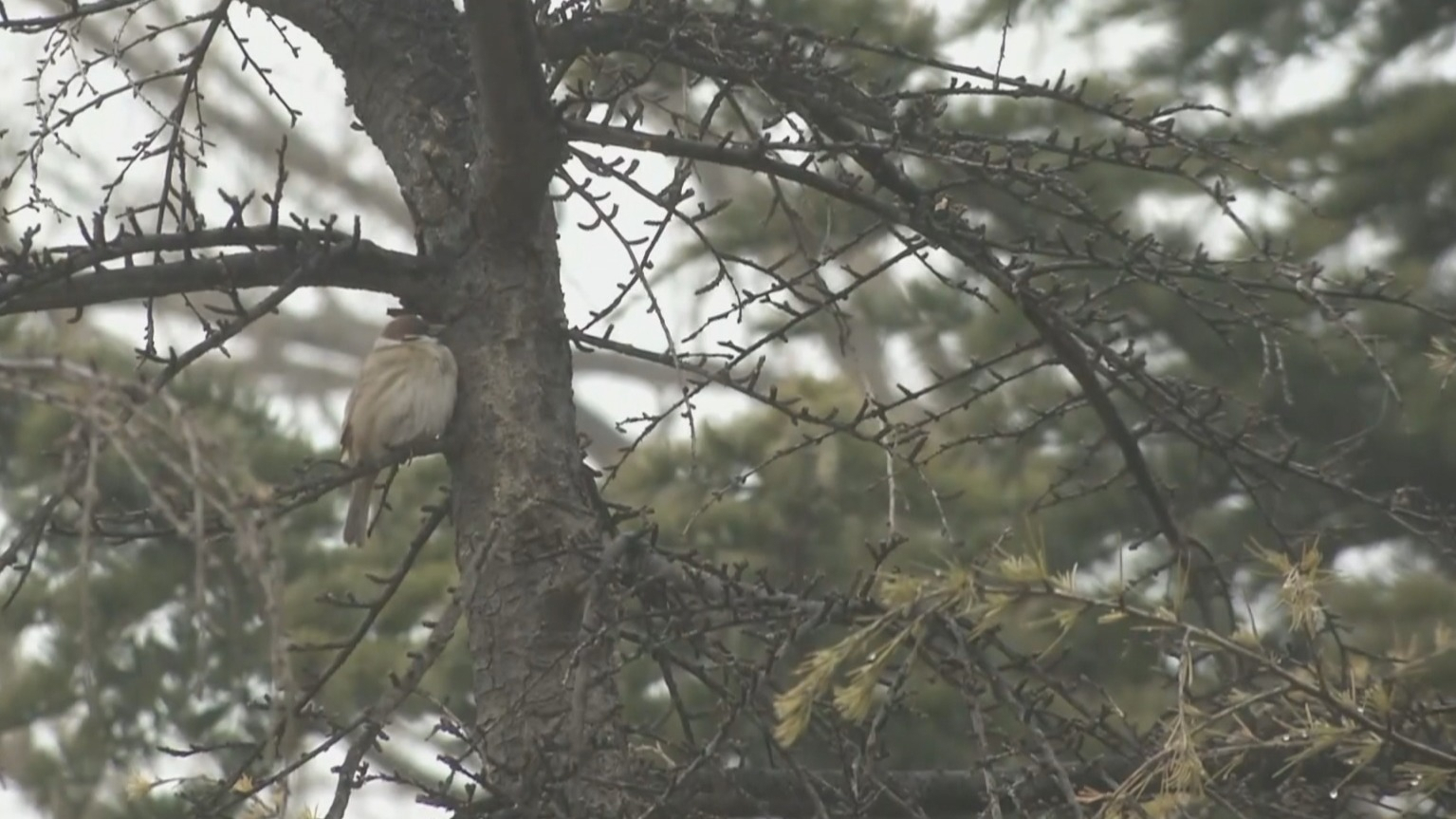 2月25日夜雨雪来扰 本周后期气温将回落