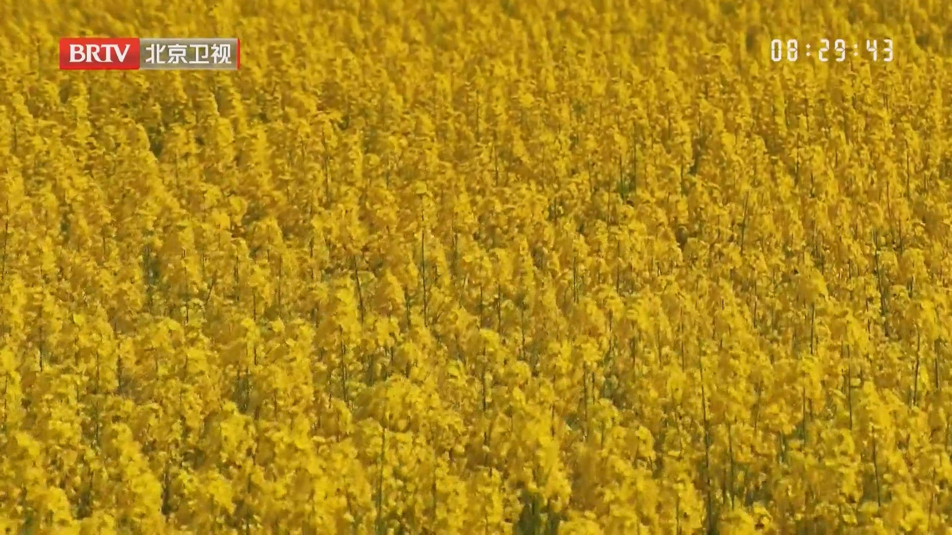 浙江临安 春色入画来 金色花海扮靓天目山麓