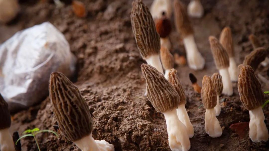 舌尖上的春天,就在顺义 舌尖上的春天,就在顺义