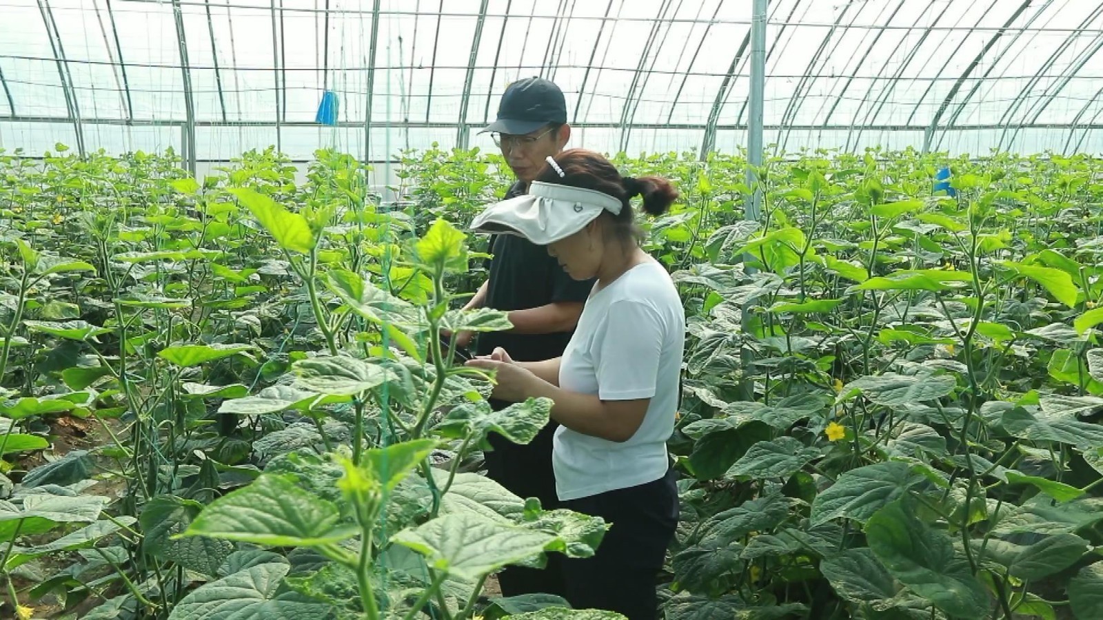 房山区农业农村局：技术服务下沉田间 雨后管理保障农业稳产