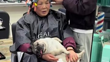 狗狗陪主人烫头发六小时累成“狗”,狗:可要了我的狗命了 狗狗陪主人烫头发六小时累成“狗”,狗:可要了我的狗命了