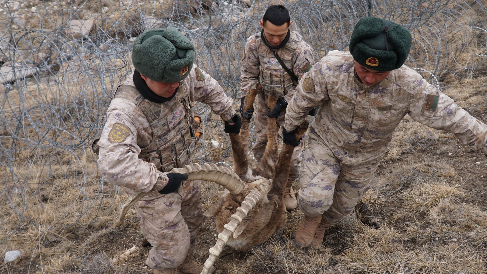 黄羊被困铁丝网边防官兵伸援手 黄羊被困铁丝网边防官兵伸援手