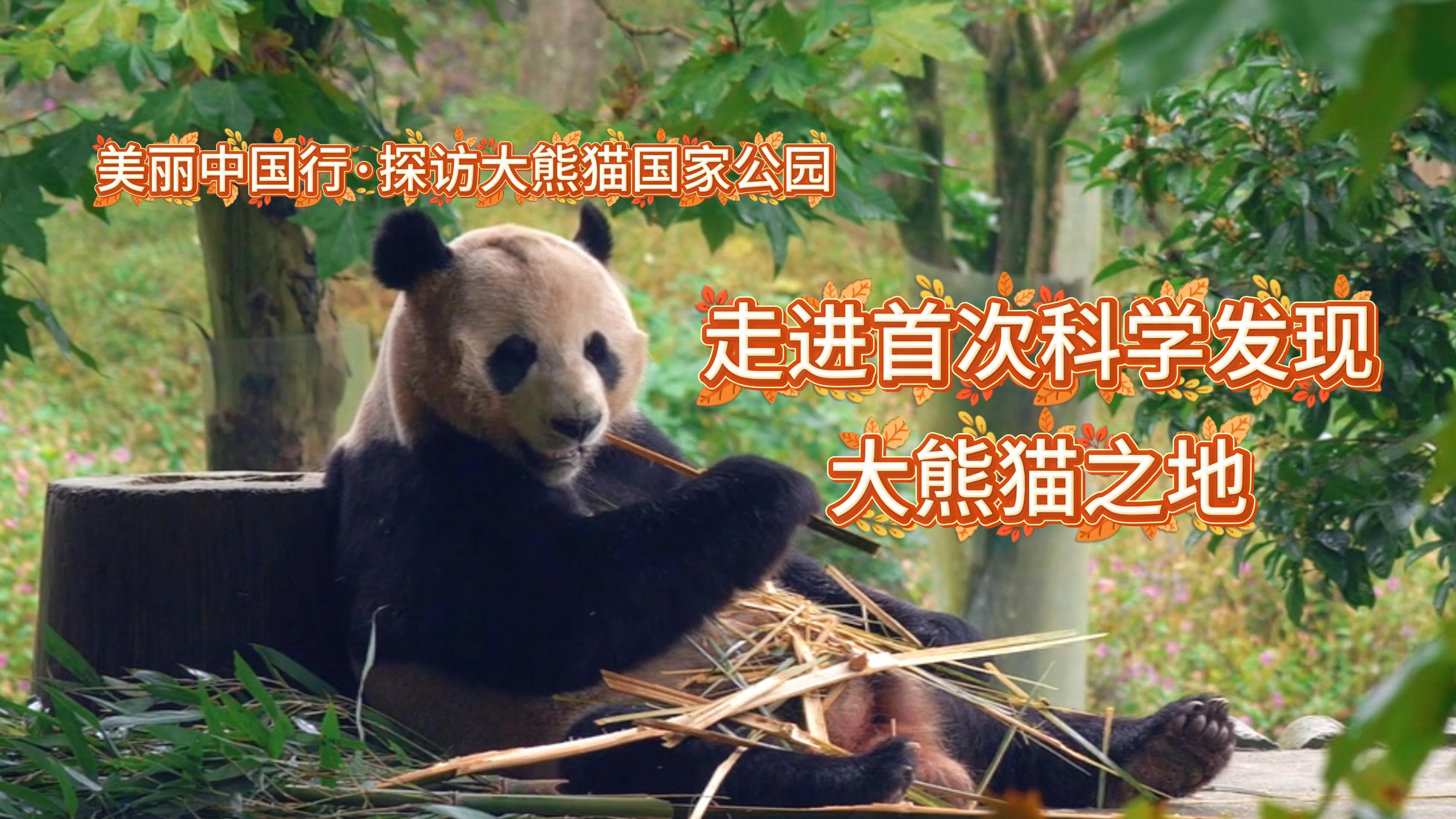 美丽中国行·探访大熊猫国家公园丨走进首次科学发现大熊猫之地