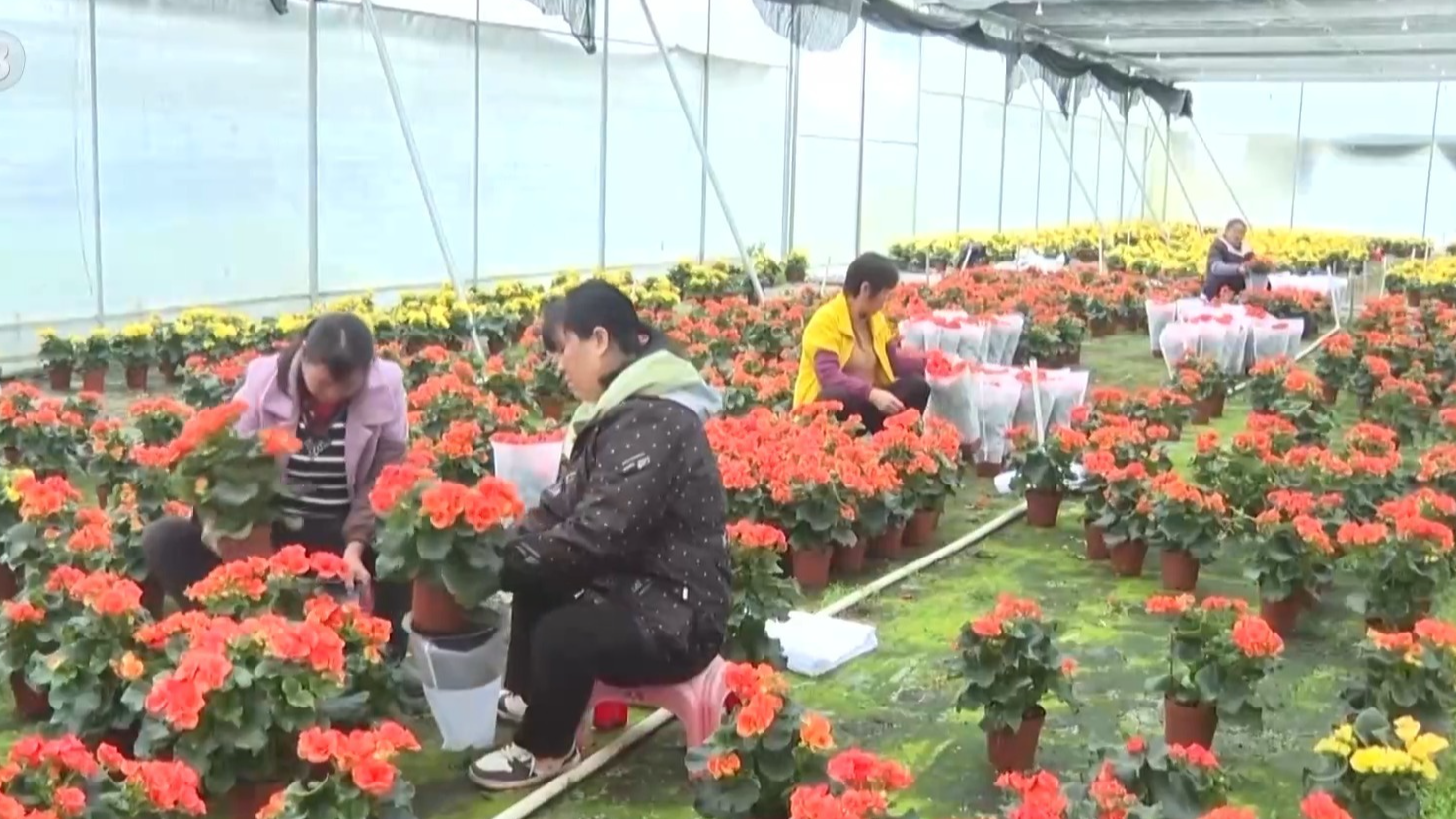 春节临近各地年宵花热销 你最喜欢哪一款？