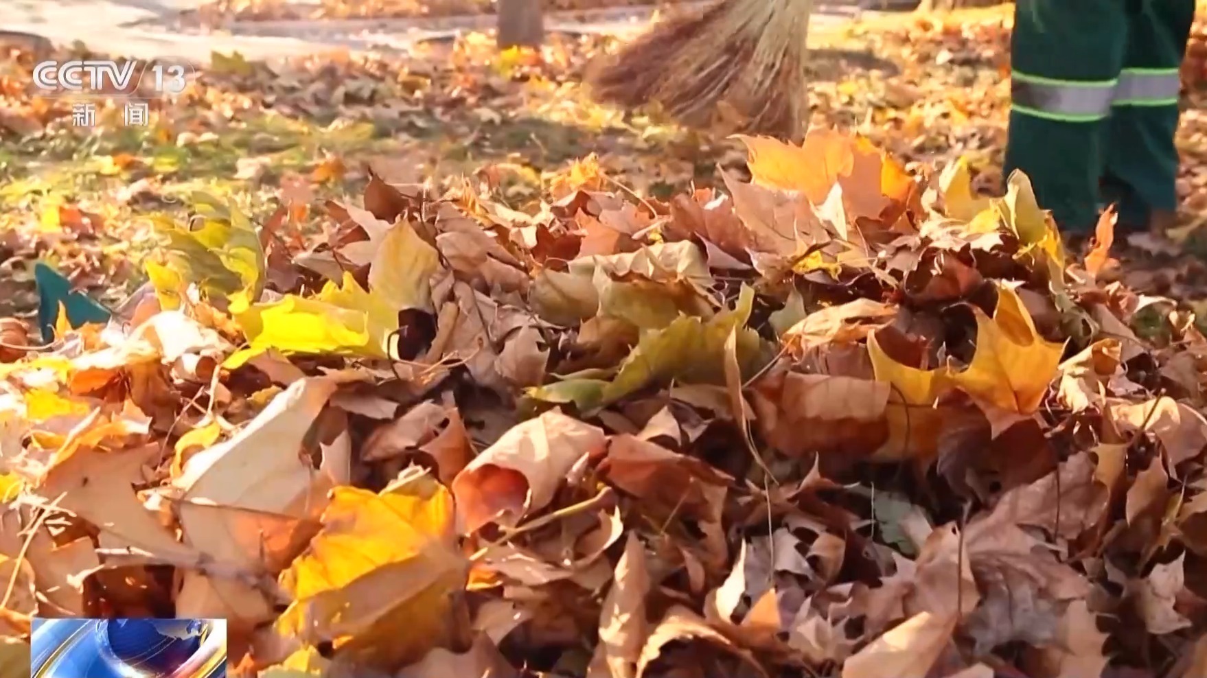 掉下来的树叶都去哪儿了?其实它们有大用处 掉下来的树叶都去哪儿了?其实它们有大用处