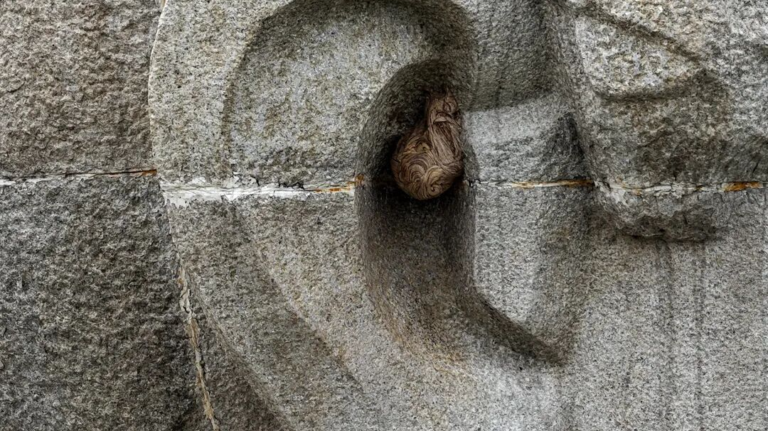 消防员给“柳宗元”高空“采耳”，只因凶猛的Ta在此安家