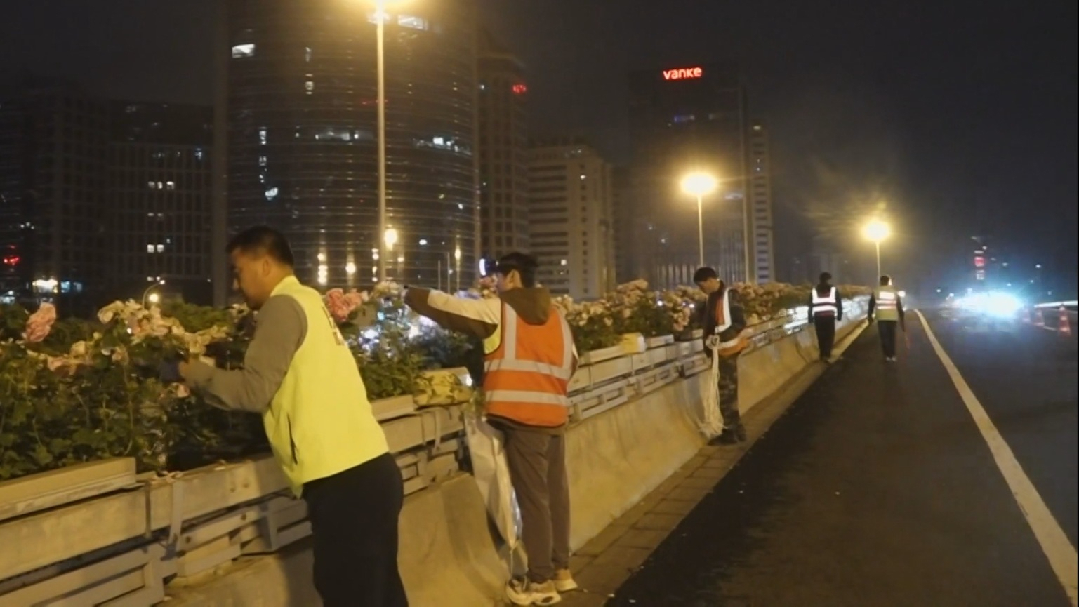 修剪休整静待花再开 环路月季进入夜间养护阶段 修剪休整静待花再开 环路月季进入夜间养护阶段