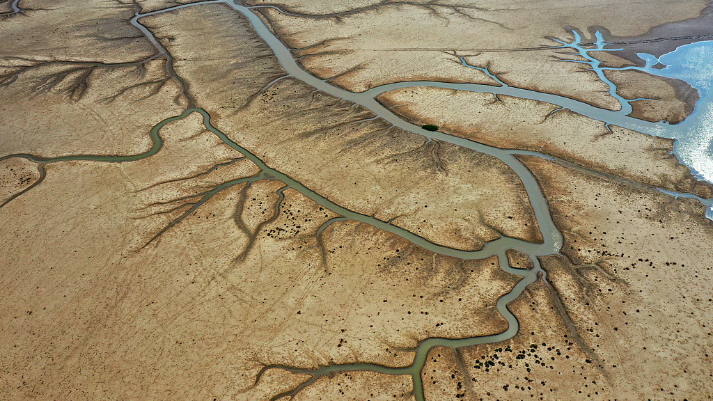 黄海泥滩如何变身文旅 “富矿”