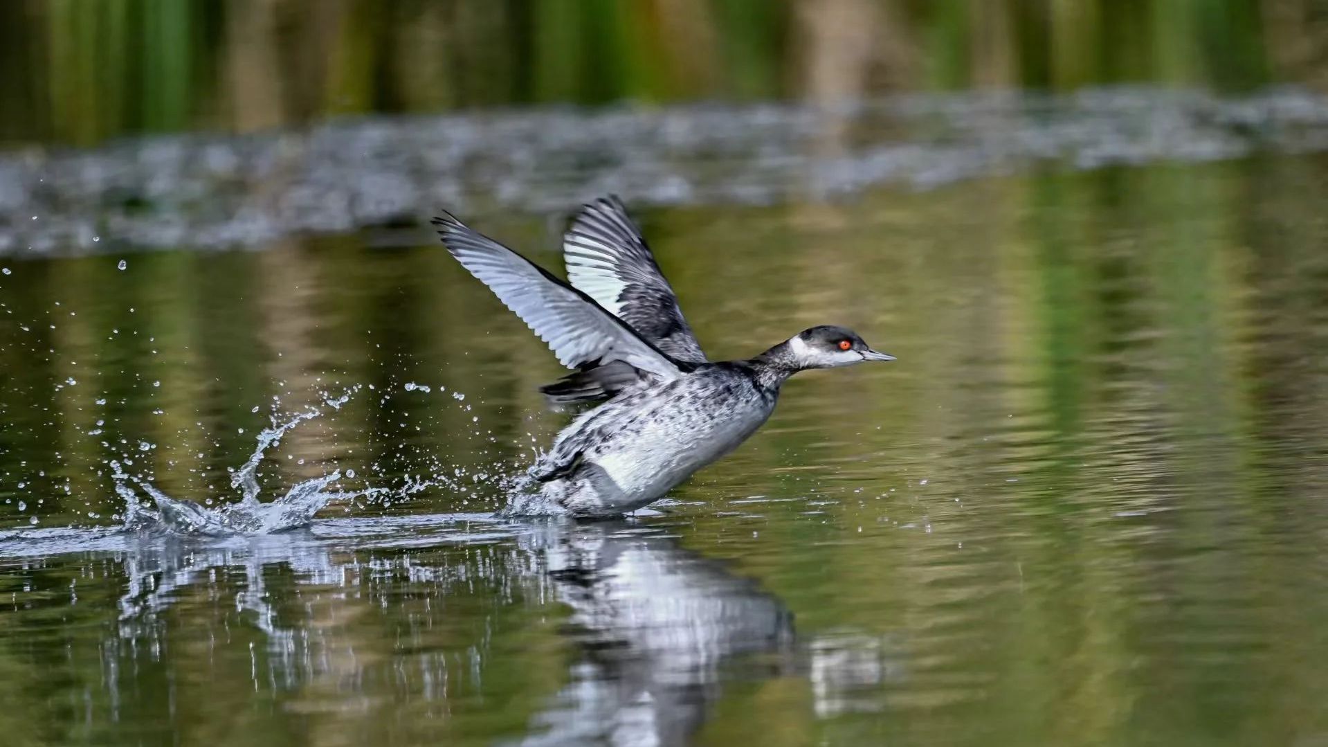 围观！沙河水库有“大侠”出没！