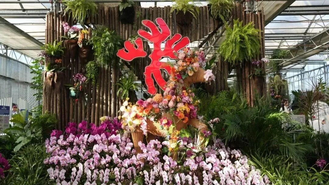 太美了！北京室内花海绽放，“兰”不住的冬日浪漫