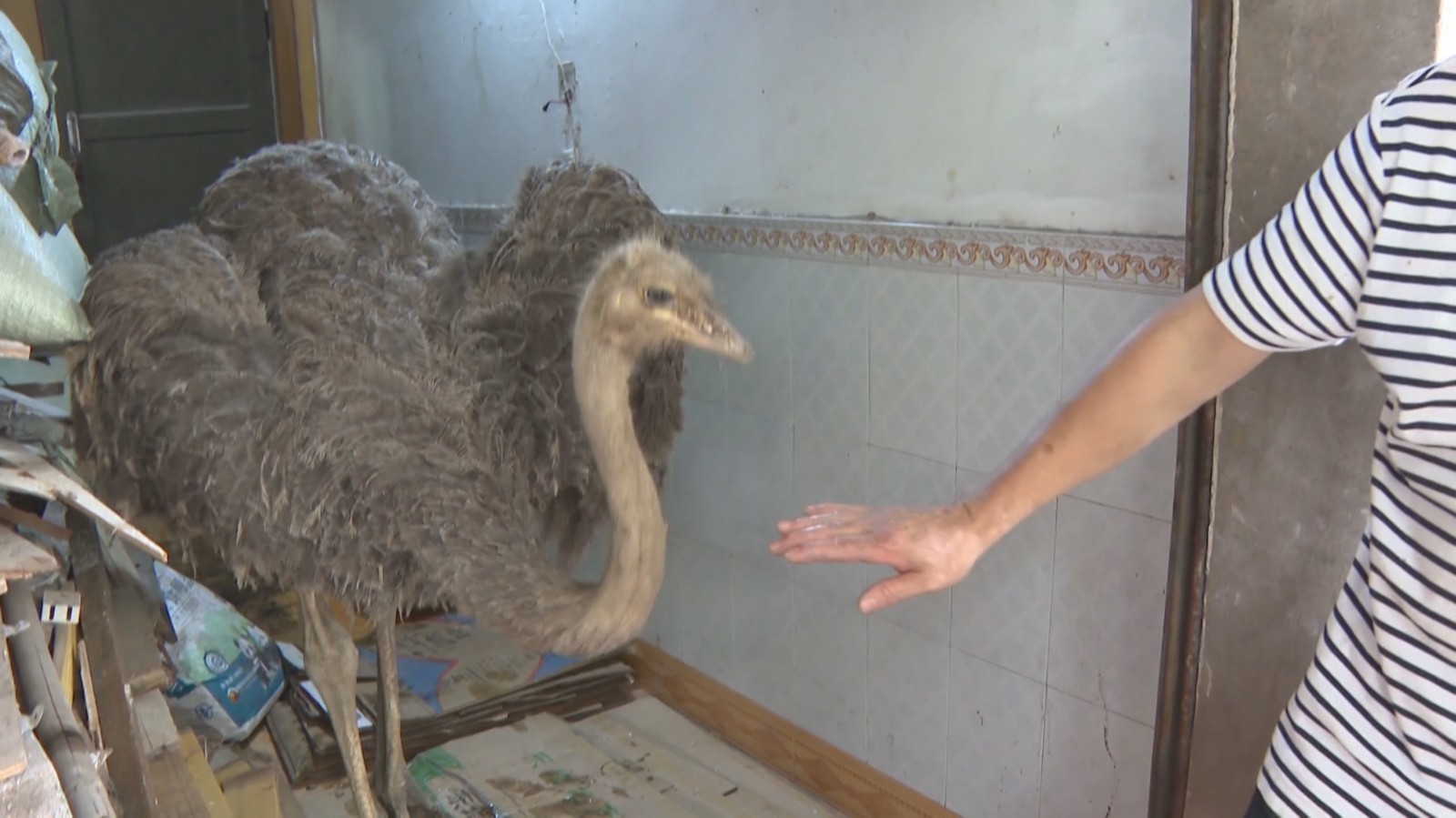 鸵鸟流落街头 热心夫妻帮找失主