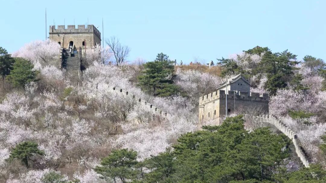 怀柔踏青赏花线路丨春漫长城·非遗赏花两日游 怀柔踏青赏花线路丨春漫长城·非遗赏花两日游